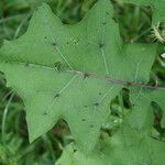 Solanum stramoniifolium leaf picture by R. Tournebize (cc-by-sa)