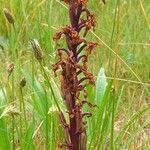 Anacamptis laxiflora fruit picture by Pierre LEON (cc-by-sa)