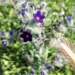 Anchusa undulata flower picture by Rui Delgado (cc-by-sa)