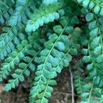 Asplenium viride leaf picture by Tom Spruit (cc-by-sa)