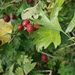 Crataegus laevigata fruit picture by Radoslav Kiraľ (cc-by-sa)