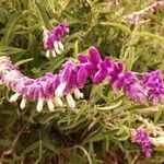 Salvia leucantha flower picture by Pérez Francis (cc-by-sa)