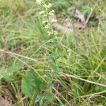 Solidago bicolor habit picture by Matthias Foellmer (cc-by-sa)