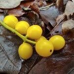 Loranthus europaeus fruit picture by Éva Szántó (cc-by-sa)