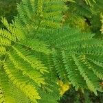 Albizia julibrissin leaf picture by Mehmet Basbag (cc-by-sa)