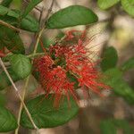 Combretum constrictum flower picture by E. Mouysset (cc-by-sa)