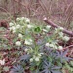 Helleborus viridis habit picture by Catherine Biville (cc-by-sa)