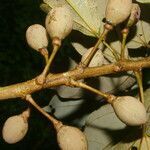 Hampea appendiculata fruit picture by Nelson Zamora Villalobos (cc-by-nc)