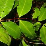 Mouriri myrtifolia leaf picture by Nelson Zamora Villalobos (cc-by-nc)