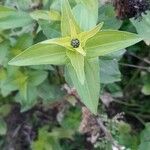 Zinnia haageana leaf picture by Citizen Seeds (cc-by-sa)