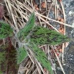 Hieracium maculatum leaf picture by Peter van der Laan (cc-by-sa)