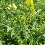 Sisymbrium austriacum habit picture by francois tissot (cc-by-sa)