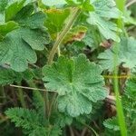 Geranium argenteum habit picture by agathaha (cc-by-sa)