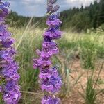 Penstemon strictus flower picture by Daniel Gonzales (cc-by-sa)