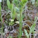 Neatostema apulum habit picture by Stéphane Mars (cc-by-sa)