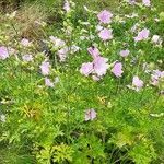 Malva alcea habit picture by Irmgard Groß (cc-by-sa)