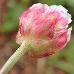 Armeria alpina fruit picture by Yoan MARTIN (cc-by-sa)