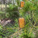 Banksia spinulosa flower picture by kayjen (cc-by-sa)