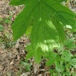 Hydrangea quercifolia leaf picture by Dustin Smith (cc-by-sa)