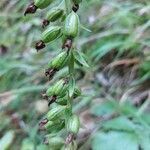 Epipactis helleborine flower picture by Gerd Beinghaus (cc-by-sa)