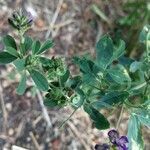 Medicago sativa fruit picture by jack (cc-by-sa)