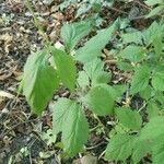 Cryptotaenia canadensis leaf picture by Joe Burgess (cc-by-sa)