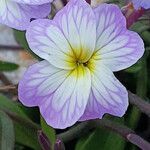 Malcolmia flexuosa flower picture by dimitris log (cc-by-sa)