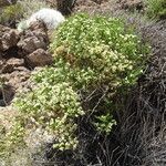 Baccharis boliviensis habit picture by Fabien Anthelme (cc-by-sa)