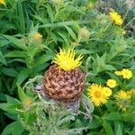 Centaurea macrocephala flower picture by prof matt (cc-by-sa)