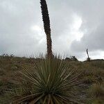 Puya goudotiana habit picture by Gabriel OLLIVIER (cc-by-sa)