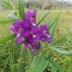 Angelonia angustifolia flower picture by Claude Hervais (cc-by-sa)