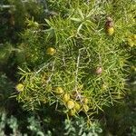 Juniperus oxycedrus leaf picture by Ibn Agg (cc-by-sa)