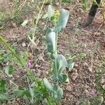 Coronilla scorpioides leaf picture by Fernando Ruiz (cc-by-sa)