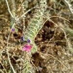 Echium humile flower picture by Heras Daniel (cc-by-sa)