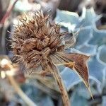 Eryngium maritimum fruit picture by Yoan MARTIN (cc-by-sa)