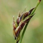 Carex ferruginea fruit picture by Yoan MARTIN (cc-by-sa)