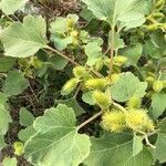 Xanthium strumarium fruit picture by zag aprilien (cc-by-sa)