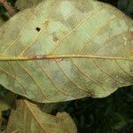 Ficus velutina leaf picture by Nelson Zamora Villalobos (cc-by-nc)