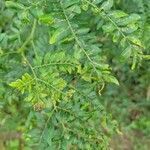 Gleditsia triacanthos leaf picture by Katie Eickman (cc-by-sa)