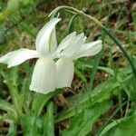 Narcissus triandrus leaf picture by Lodeiro Hermida Oscar (cc-by-sa)