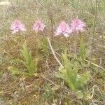 Orchis italica habit picture by Pokotilo Olga (cc-by-sa)