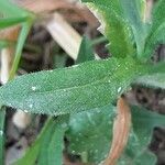 Capsella bursa-pastoris leaf picture by Justin Rousset (cc-by-sa)