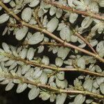 Euphorbia dioeca habit picture by Nelson Zamora Villalobos (cc-by-nc)