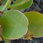 Limonium tuberculatum leaf picture by bas yves (cc-by-sa)