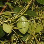 Peperomia glabella leaf picture by Nelson Zamora Villalobos (cc-by-nc)