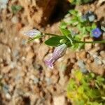 Silene behen flower picture by Barrington Embling (cc-by-sa)