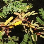 Vachellia collinsii habit picture by Nelson Zamora Villalobos (cc-by-nc)