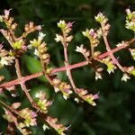 Leandra granatensis flower picture by Nelson Zamora Villalobos (cc-by-nc)