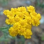 Achillea tomentosa flower picture by Manuëlle (cc-by-sa)