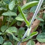 Silene italica leaf picture by nicolas pecqueux (cc-by-sa)